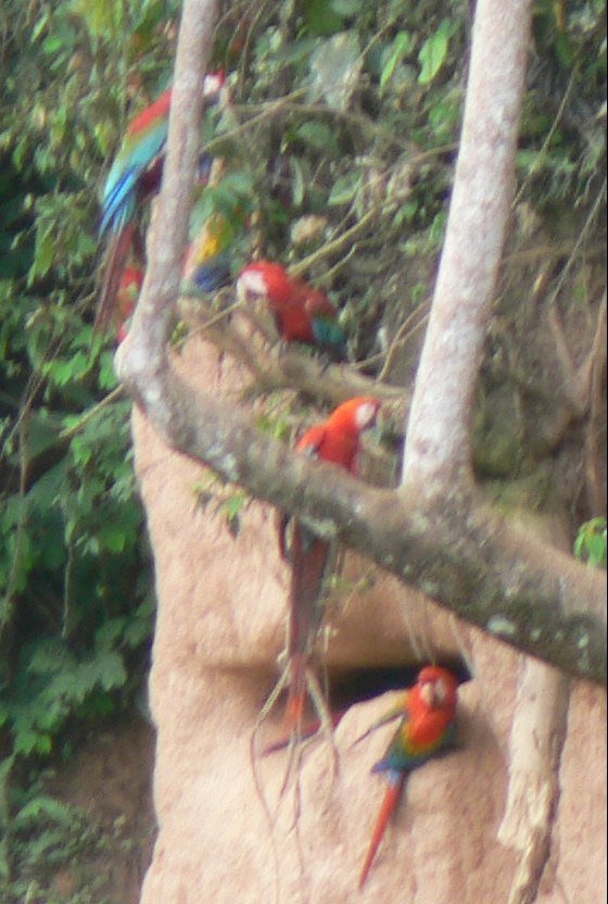 Macaw watching61
